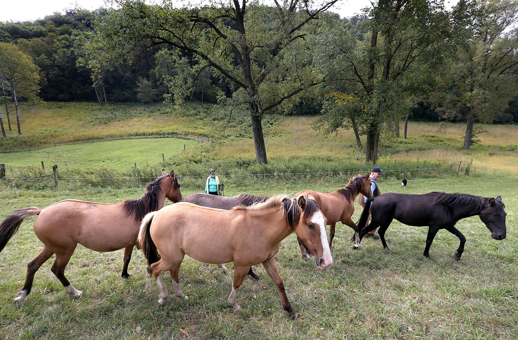 Spanish mustangs